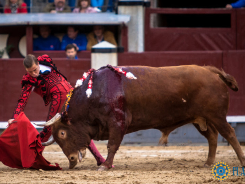 Oreja y garra de Javier Cortés que cae herido al igual que Gonzalo Caballero