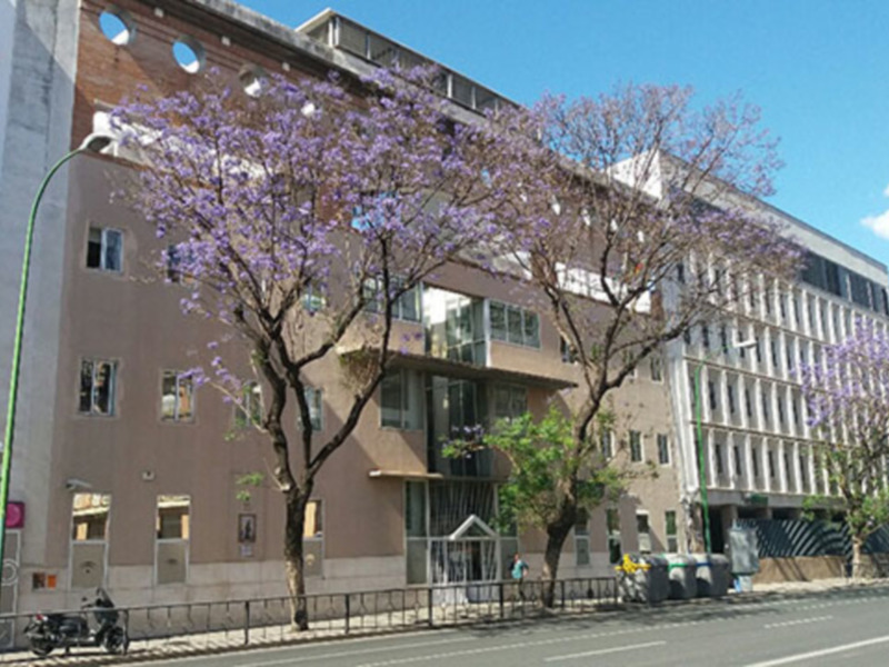 En Mayo la Jacaranda ofrece un espectáculo de color en las calles de Sevilla
