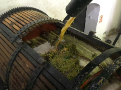 Comienza la vendimia en Chipiona con la recogida de la uva palomino a la espera de poder iniciar la recolección de la uva moscatel la próxima semana