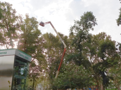 Un trabajador en un elevador corta ramas de un árbol grande en una zona verde. El edificio al fondo tiene una señal que dice "Puerta Jerez". La imagen muestra un ambiente urbano con árboles y cielo nublado.