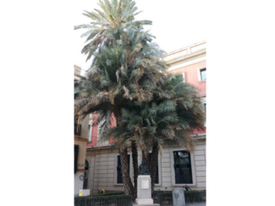 Árbol de palma en una calle con edificios a la izquierda y un monumento al fondo.