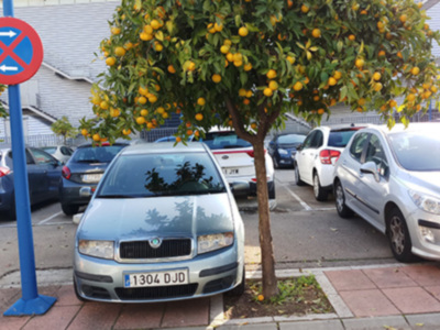 Un árbol de naranjas frondoso con numerosas frutas colgando en un parque de estacionamiento. Autos aparcados alrededor, incluyendo una Peugeot 206 azul y un Citroën C3 blanco. Un poste de tráfico con una señal de prohibido aparcar en el lado izquierdo. El cielo está claro y las sombras indican que es una mañana soleada.