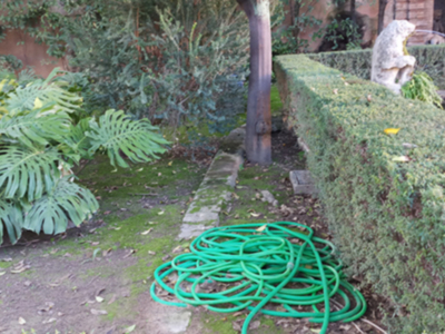 Un tubo de goma verde enrollado en el suelo, con un arbusto y una estatua de piedra detrás.