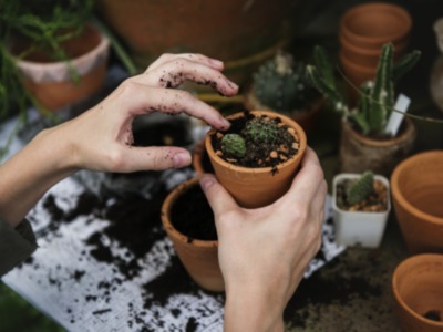Manos con tierra en las manos, plantando un cactus en un pequeño maceta. Fondo de macetas y tierra.