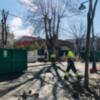 El plan anual de poda acomete la segunda fase de la avenida de Regla