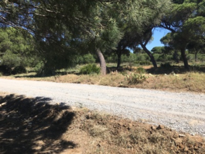 La delegación de Agricultura retira escombros del entorno del pinar