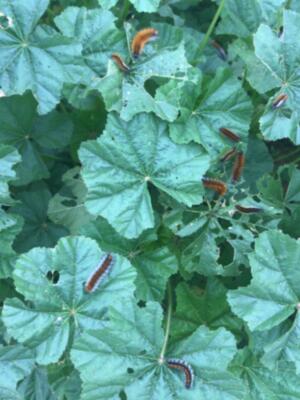 Medio Ambiente lanza un mensaje de tranquilidad sobre la falsa procesionaria que ha creado alarma en Chipiona