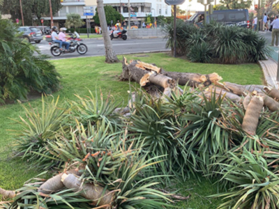 Una gran pérdida botánica para Sevilla, muere un ejemplar de Drago de la plaza de Cuba