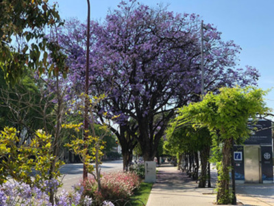 Mayo florido en Sevilla