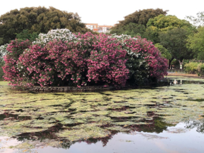 El estanque del parque de los Príncipes un problema de higiene y de salubridad para los visitantes y vecinos del parque.