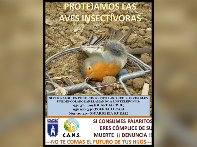 El grupo CANS solicita la colaboración ciudadana para luchar contra la caza ilegal de aves insectívoras