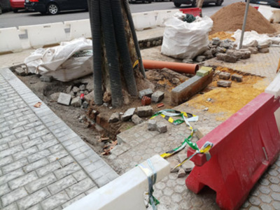 Daños en el arbolado de Marqués de Paradas provocados por obras menores.