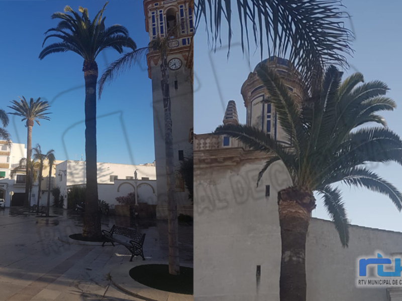 Un novedoso tratamiento de endoterapia combatirá la plaga del picudo rojo en las palmeras Phoenix canariensis de Chipiona