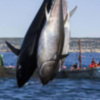 "Tierra y Mar" muestra la campaña del atún