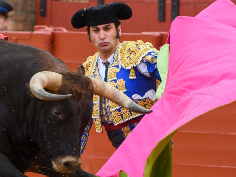 Toros de Zalduendo para Canales, Morante y Cortés en Villaluenga del Rosario, ante las cámaras de Canal Sur Televisión