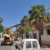 En marcha el plan de poda de las palmeras del casco urbano chipionero
