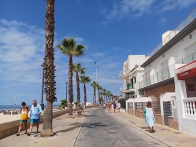 Las palmeras Washingtonias en el paisaje de Chipiona.