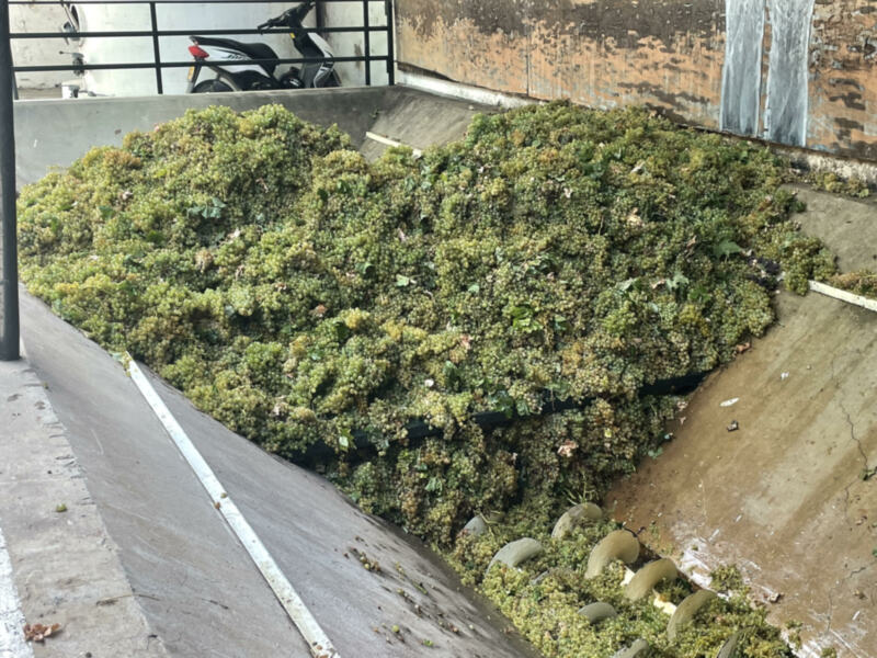 La vendimia del Marco de Jerez se aproxima a su fin, con una importante caída de la producción respecto del año precedente