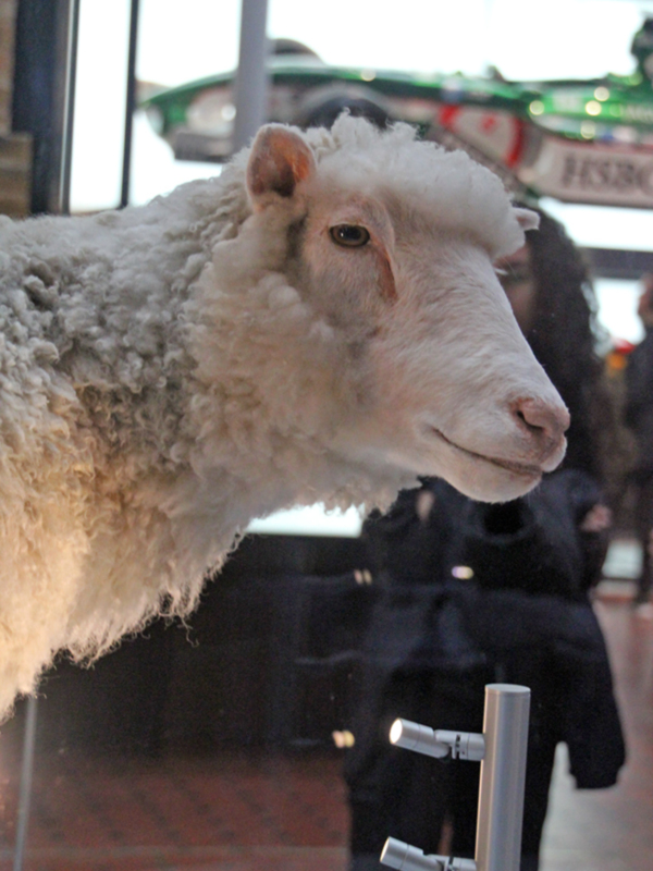 La oveja. Dolly, a pesar de que nació en 1996, tenía en realidad seis años biológicos más. 