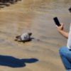 SOS CARETTA, el proyecto de rescate de tortugas marinas por el sector pesquero eligió la playa de Chipiona para devolver 6 al mar