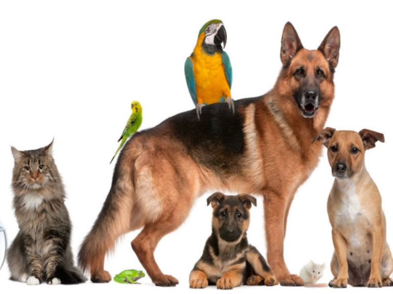 Las novedades de la nueva Ley de Bienestar Animal centran una de las apuestas de "Los Reporteros"