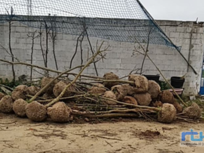Parques y Jardines adquiere 123 árboles y 270 arbustos en maceta del vivero provincial para ser repartidos en el casco urbano de Chipiona  