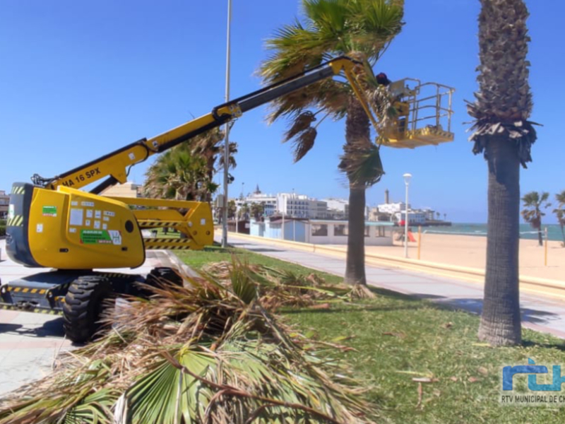 En marcha la poda de 778 palmeras que forman parte del arbolado urbano de Chipiona   