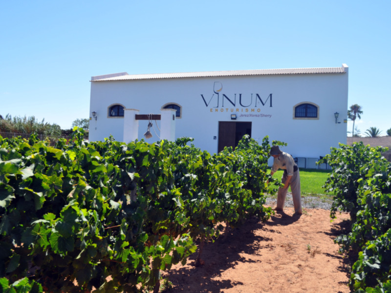“Vinum” es una experiencia enoturística nacida entre los viñedos de Chipiona