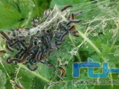 El Ayuntamiento de Chipiona intensifica las actuaciones de desinfección para eliminar la oruga del prado en zonas públicas