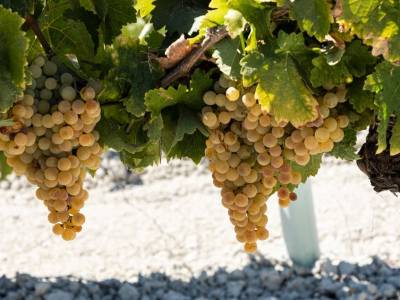 Comienza una de las vendimias más tempranas en el Marco de Jerez, con perspectivas de una cosecha de calidad y con producciones que previsiblemente volverán a niveles normales