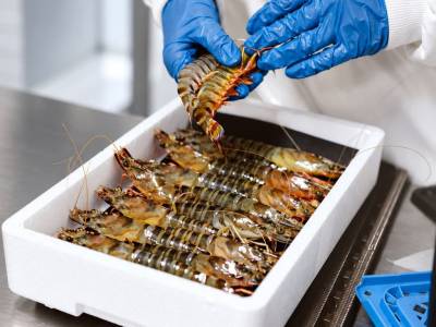 Preparación de una remesa de langostinos tigre de Aqualvia.