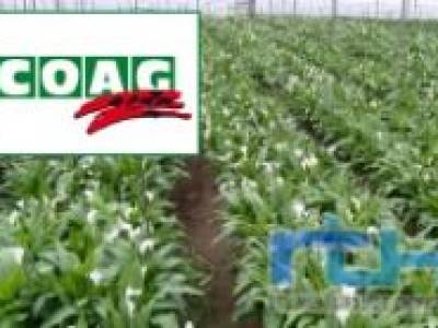COAG Andalucía reivindica el valor de la flor cortada andaluza ante la campaña de Todos los Santos